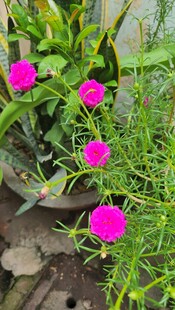 盆栽中的娇艳粉色花朵