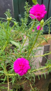 娇艳粉色太阳花绽放