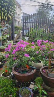 多彩盆栽装点的庭院角落