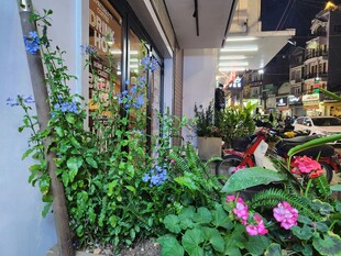 街边绿植花卉装点的景致