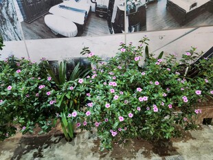 室内绿植装点的温馨角落