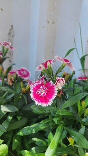 娇艳石竹花绽放