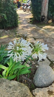 石边绽放的清新白色花朵