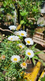 盆栽小白菊绽放于绿意中