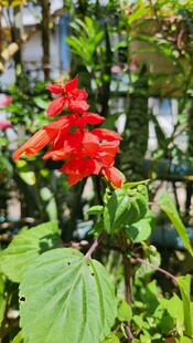 鲜艳一串红绽放绿叶间