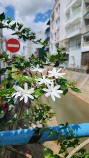 路边绽放的白色小花