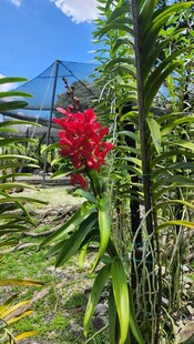 鲜艳红蝎尾蕉绽放绿植间