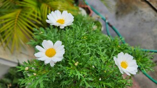 盆栽雏菊绽放清新美