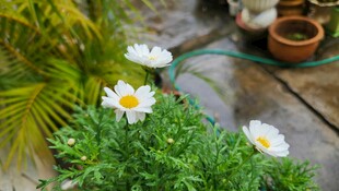 木桌上的清新雏菊绿植