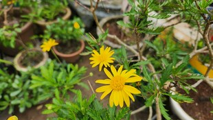 盆栽中的黄色小花绽放