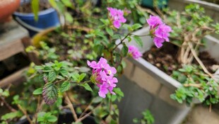 盆栽中的娇艳紫色小花