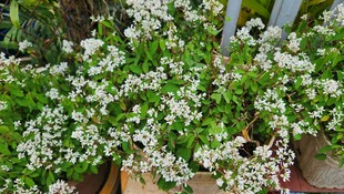 白色小花植物特写