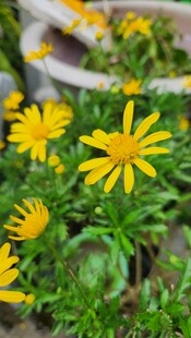 黄色小花绽放于绿叶间