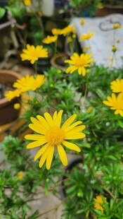 黄色小花绽放绿意间