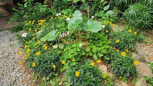 多彩庭院绿植景观