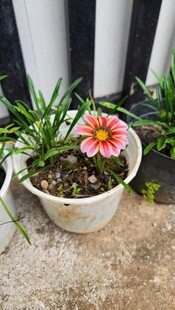 花盆中的多彩花卉