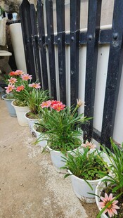 墙边多彩盆栽装点景致