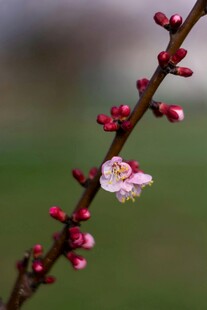 枝头绽放的粉嫩梅花