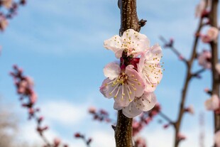 枝头绽放的柔美杏花