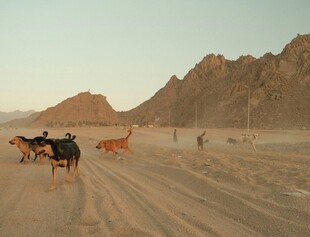 沙漠驼队行进在广袤天地间