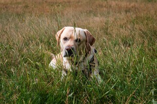 草地上的可爱拉布拉多犬