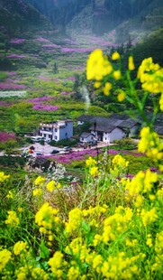 山间油菜花海中的村落
