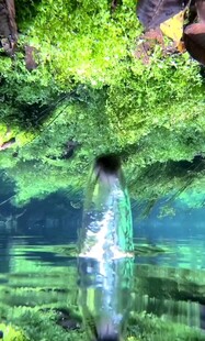 水中绿植旁的透明玻璃瓶