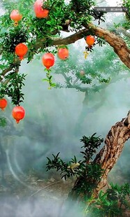 雾中红梅挂红灯笼