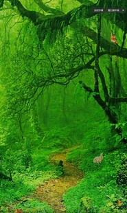 绿意盎然的森林小径