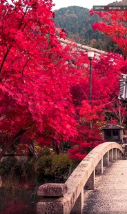 红叶石桥旁的迷人景致