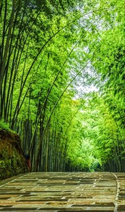 竹林中的木质步道