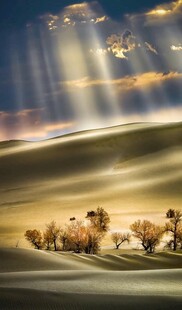 草原晨光下的牛群