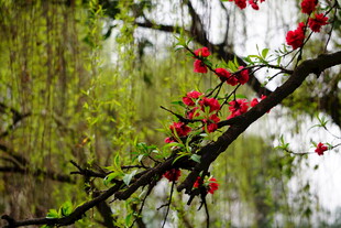 枝头红花绽 春意正浓
