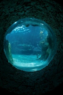 透过圆窗看海底世界