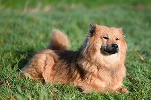 草地上的可爱长毛犬