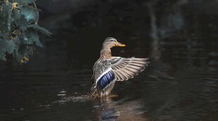 水中展翅的野鸭