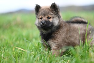 草地上的可爱小柴犬