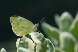 绿叶上的淡黄蝴蝶