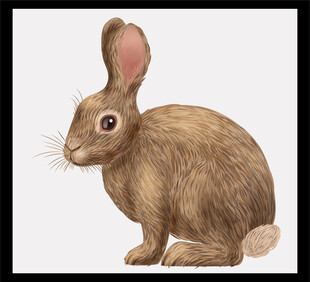 棕色野兔插画