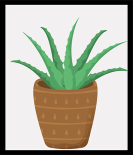 盆栽芦荟清新绿意装点