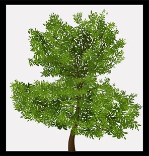 单棵茂盛的绿色树木