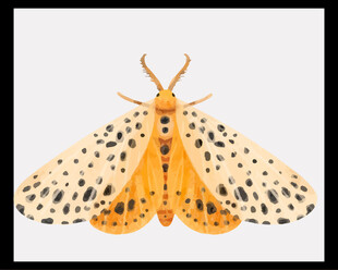 斑点飞蛾插画图案