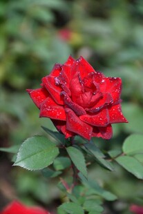 娇艳红玫瑰绽放