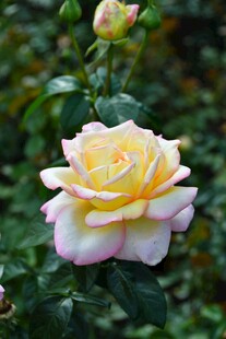 娇艳双色玫瑰花绽放