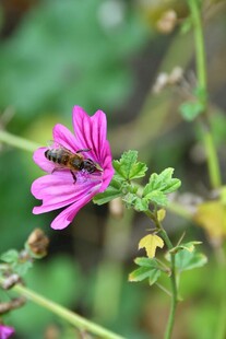 紫花上忙碌的小蜜蜂