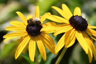两朵明艳黑心金光菊