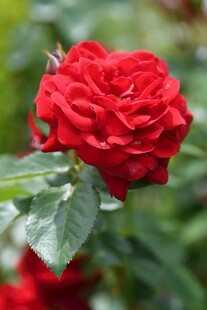 娇艳红玫瑰绽放