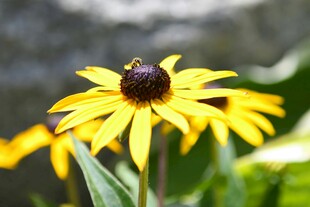 黄色黑心菊特写
