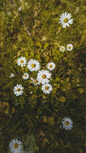 草地上的白色雏菊