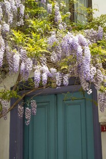 紫藤垂于绿门前的美景